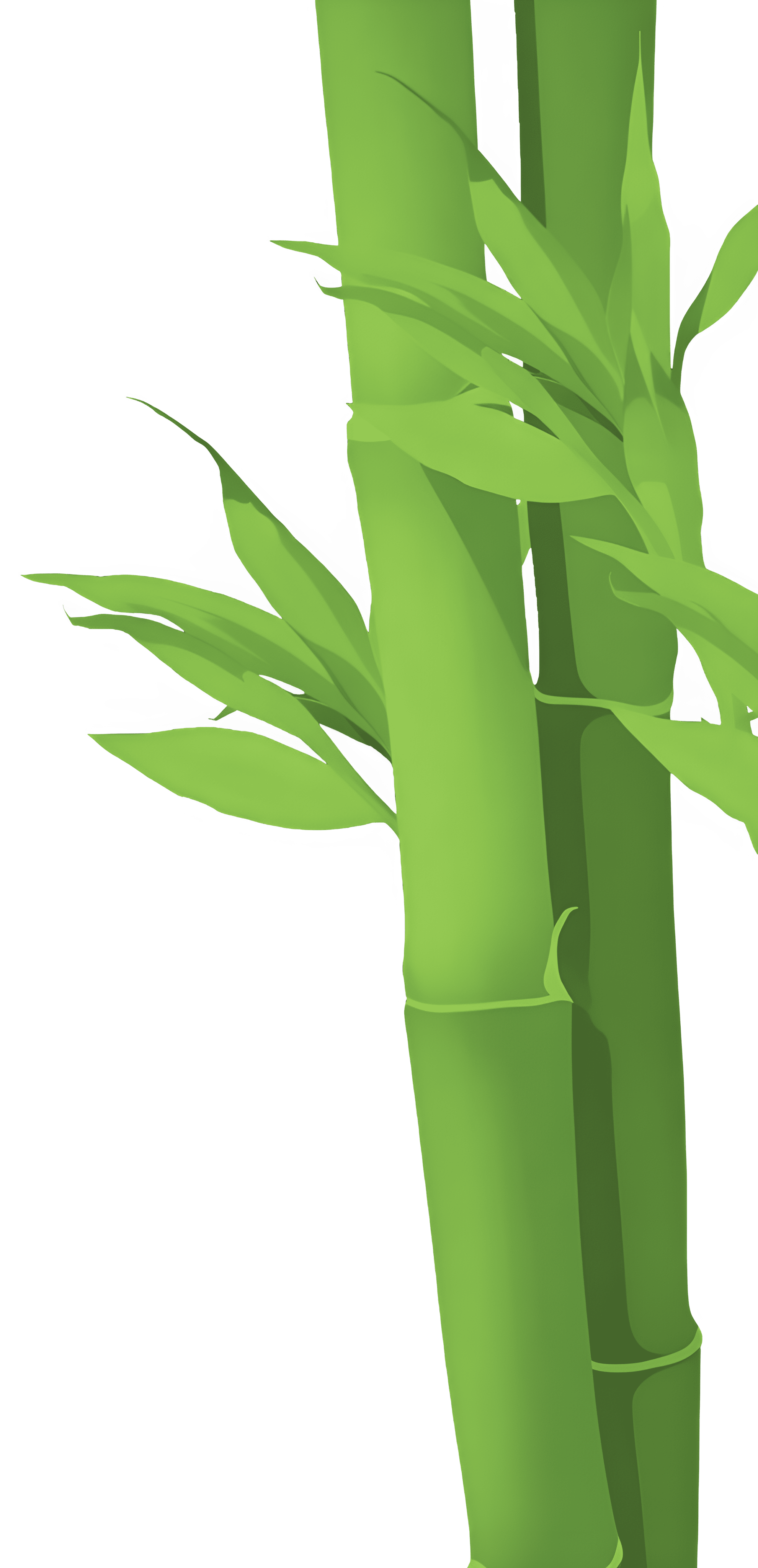 Bamboo Decoration